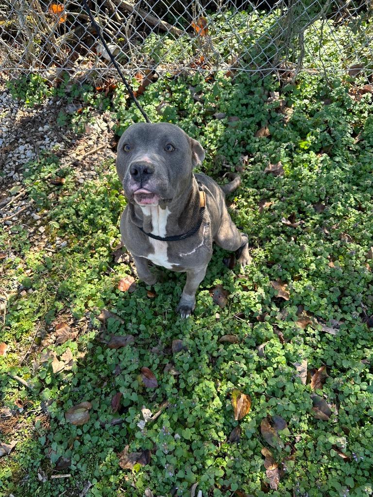 Enlarge Trigger, a Adoptable Pit Bull Terrier in Russellville, KY image 5/5