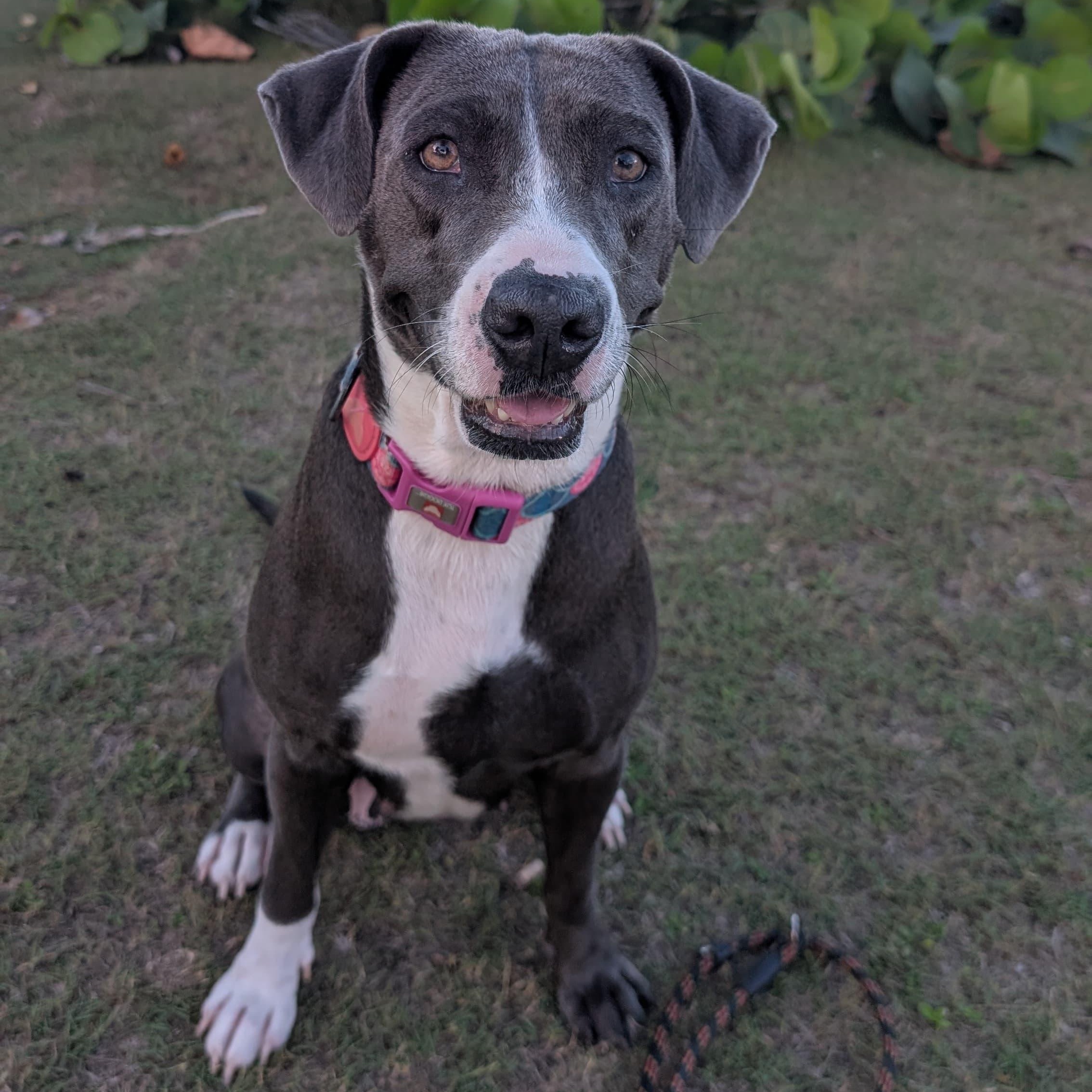 MOONPIE - literally the best, Adoptable, Adult Female Labrador Retriever & Shepherd.