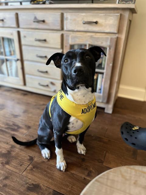 PENELOPE, Adoptable, Adult Female Labrador Retriever.