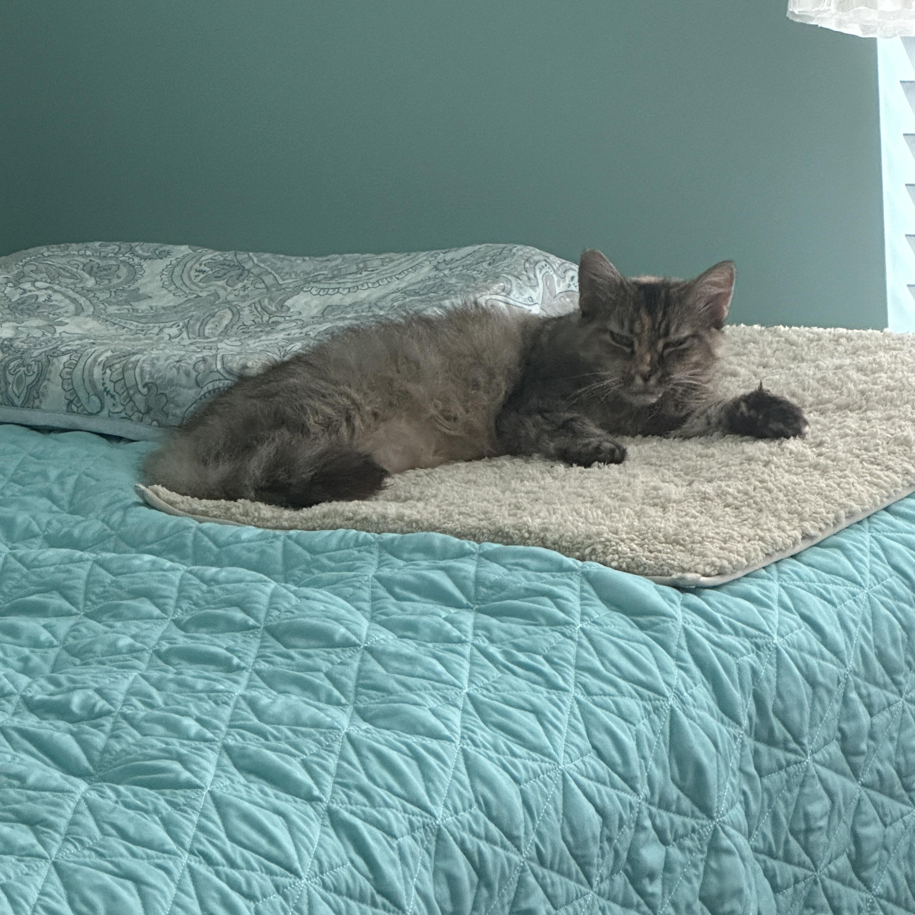 Rey, a Adoptable mixed breed in North East, MD image 3/5