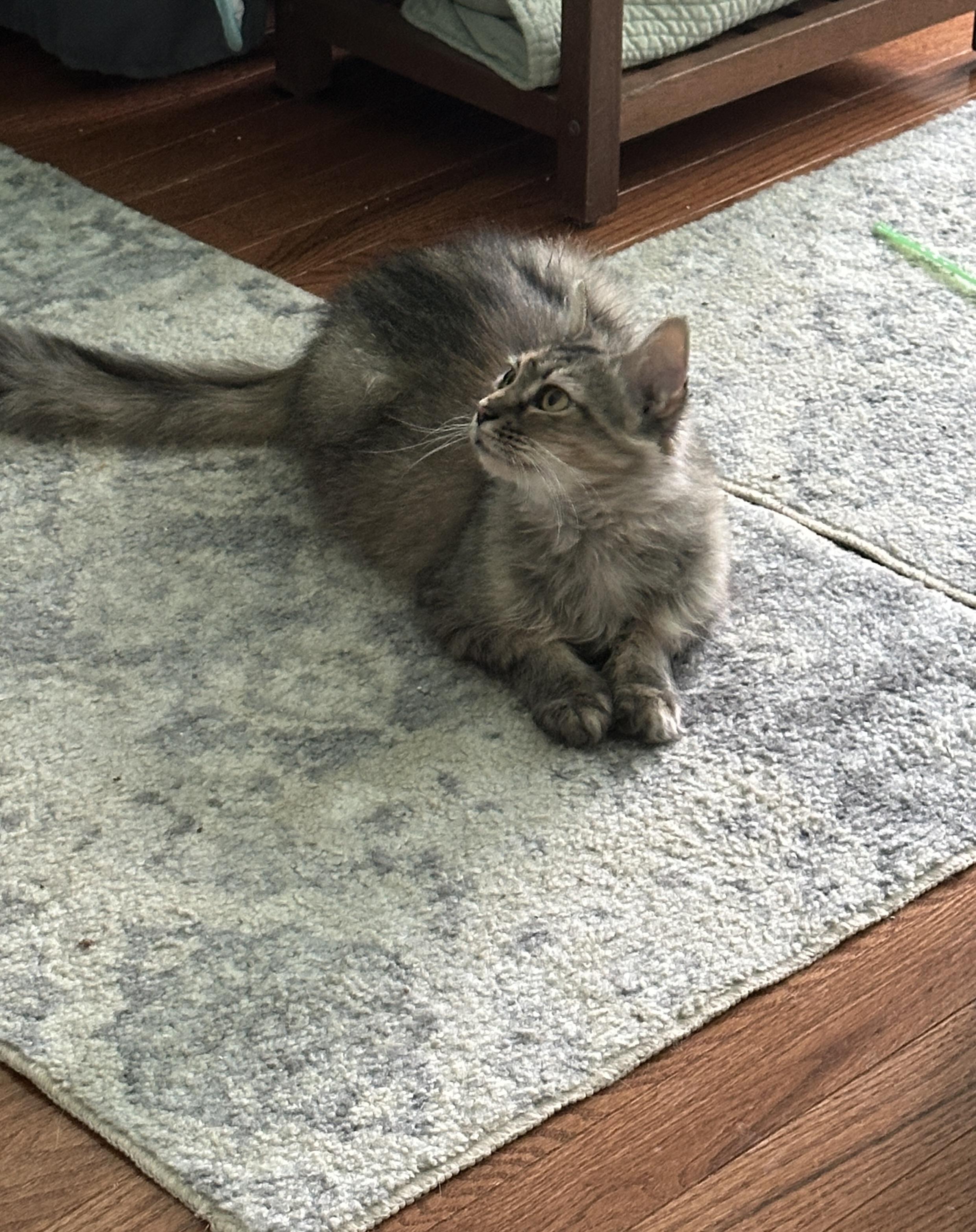 Rey, Adoptable, Adult Female Maine Coon.