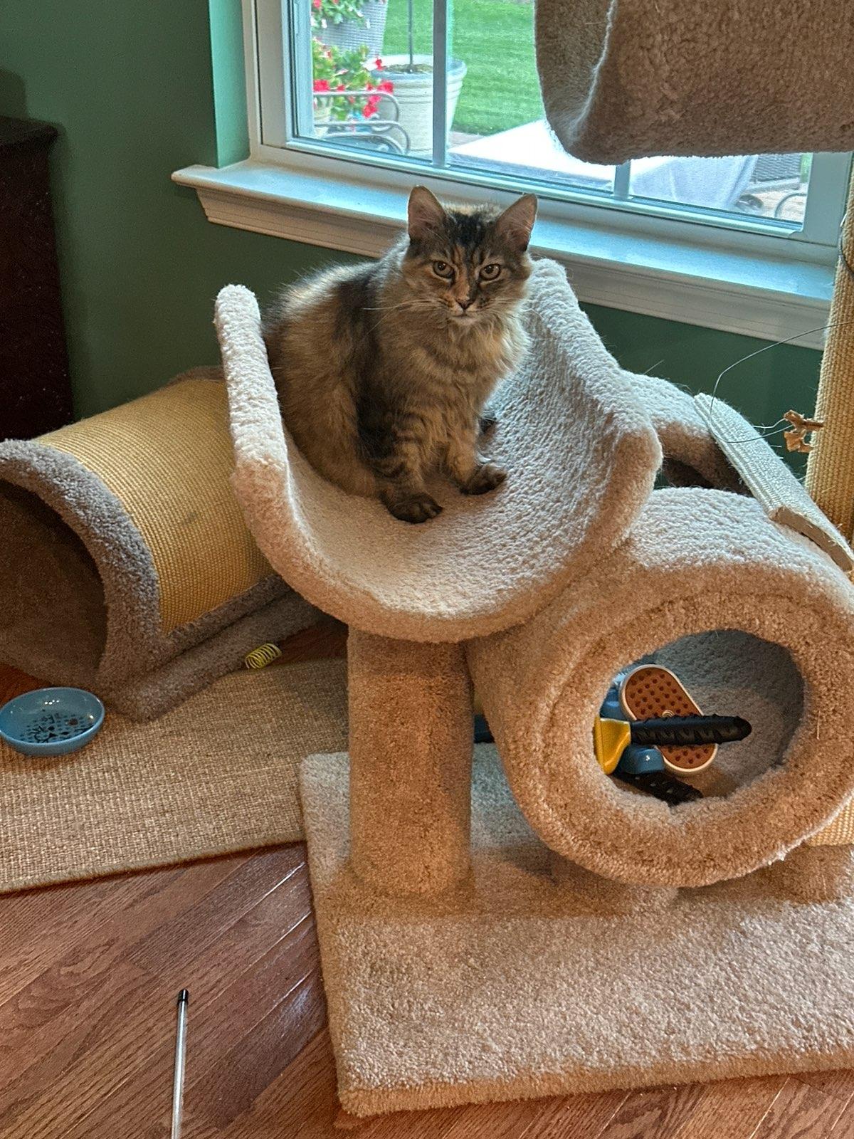 Rey, a Adoptable mixed breed in North East, MD image 2/5