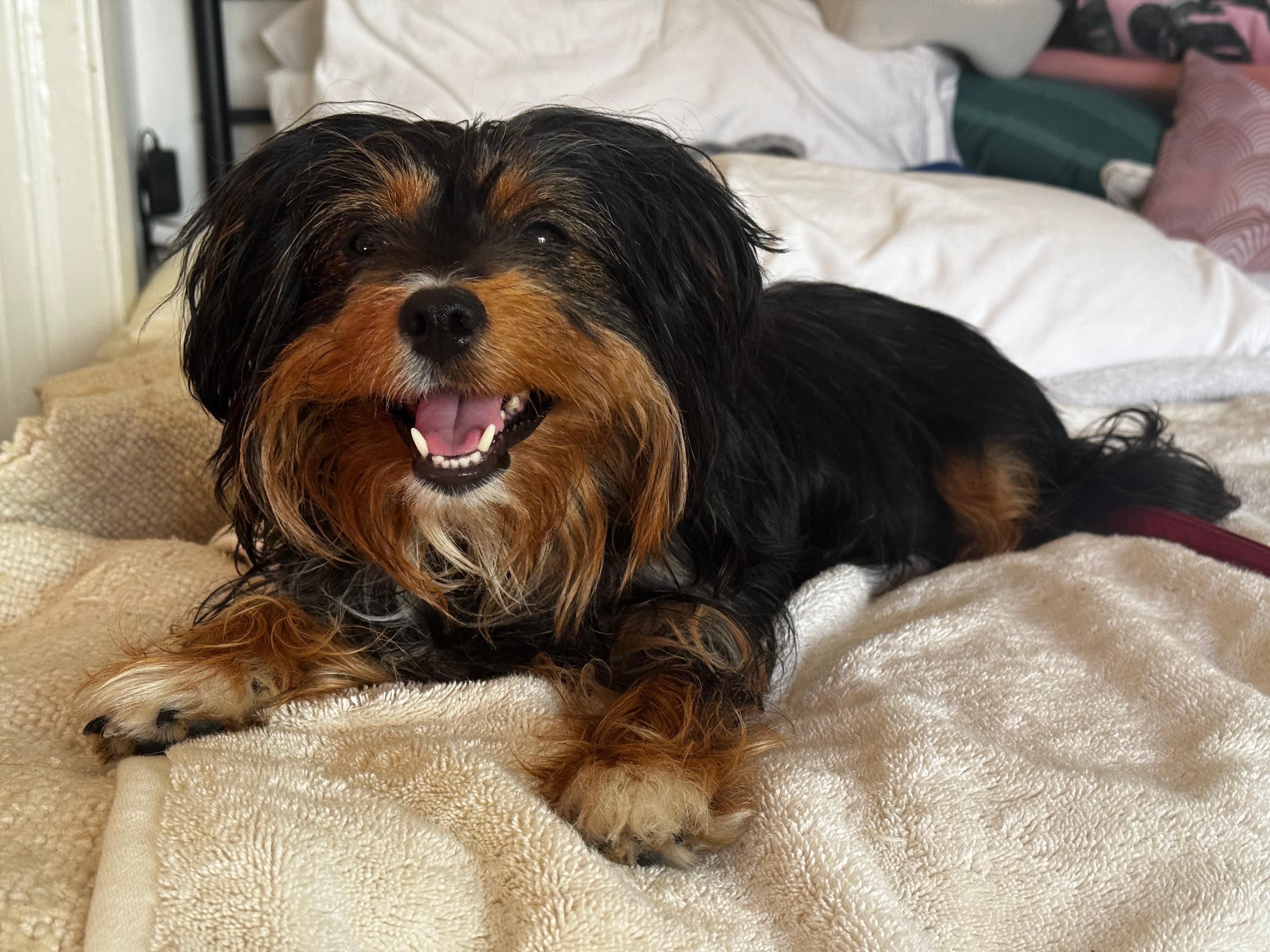 Enlarge Mimi, an adopted Silky Terrier in Westlake Village, CA image 1/6