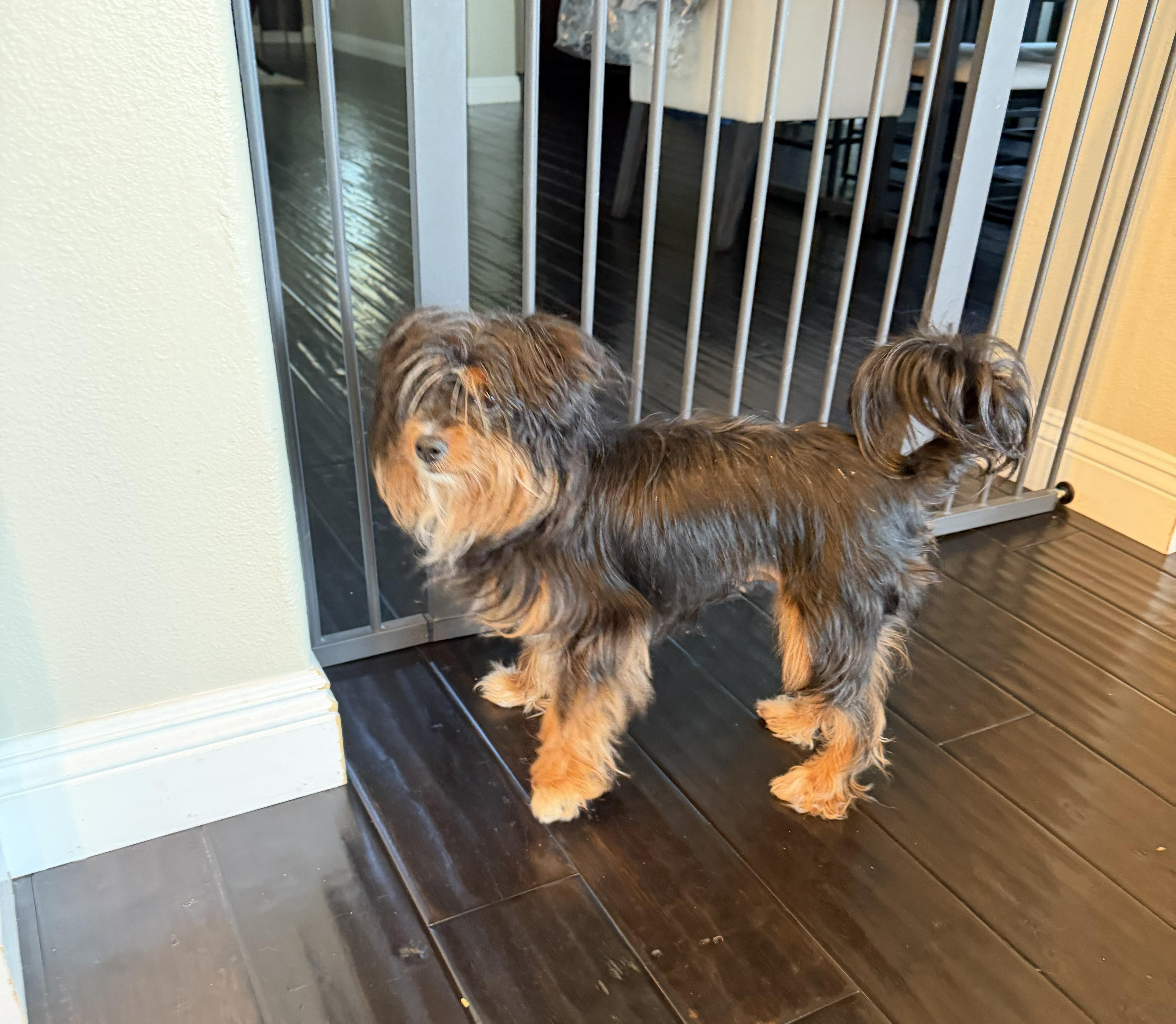 Mimi, a ADOPTABLE Silky Terrier in Studio City, CA image 3/4