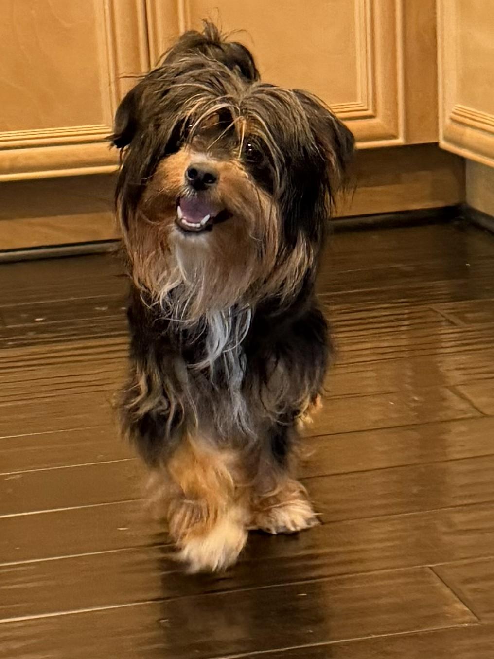 Mimi, a ADOPTABLE Silky Terrier in Studio City, CA image 1/4