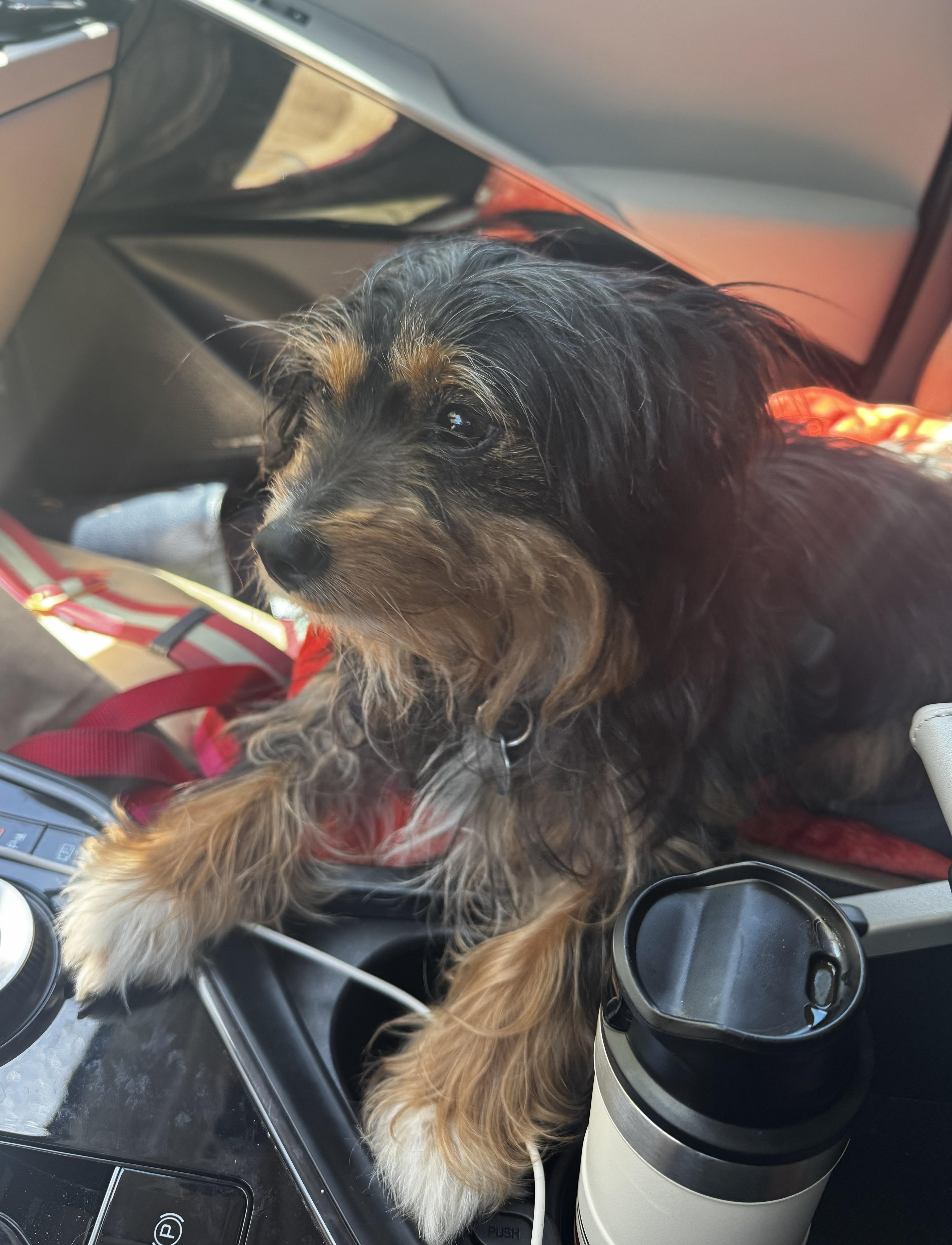 Mimi, a ADOPTABLE Silky Terrier in Studio City, CA image 4/4