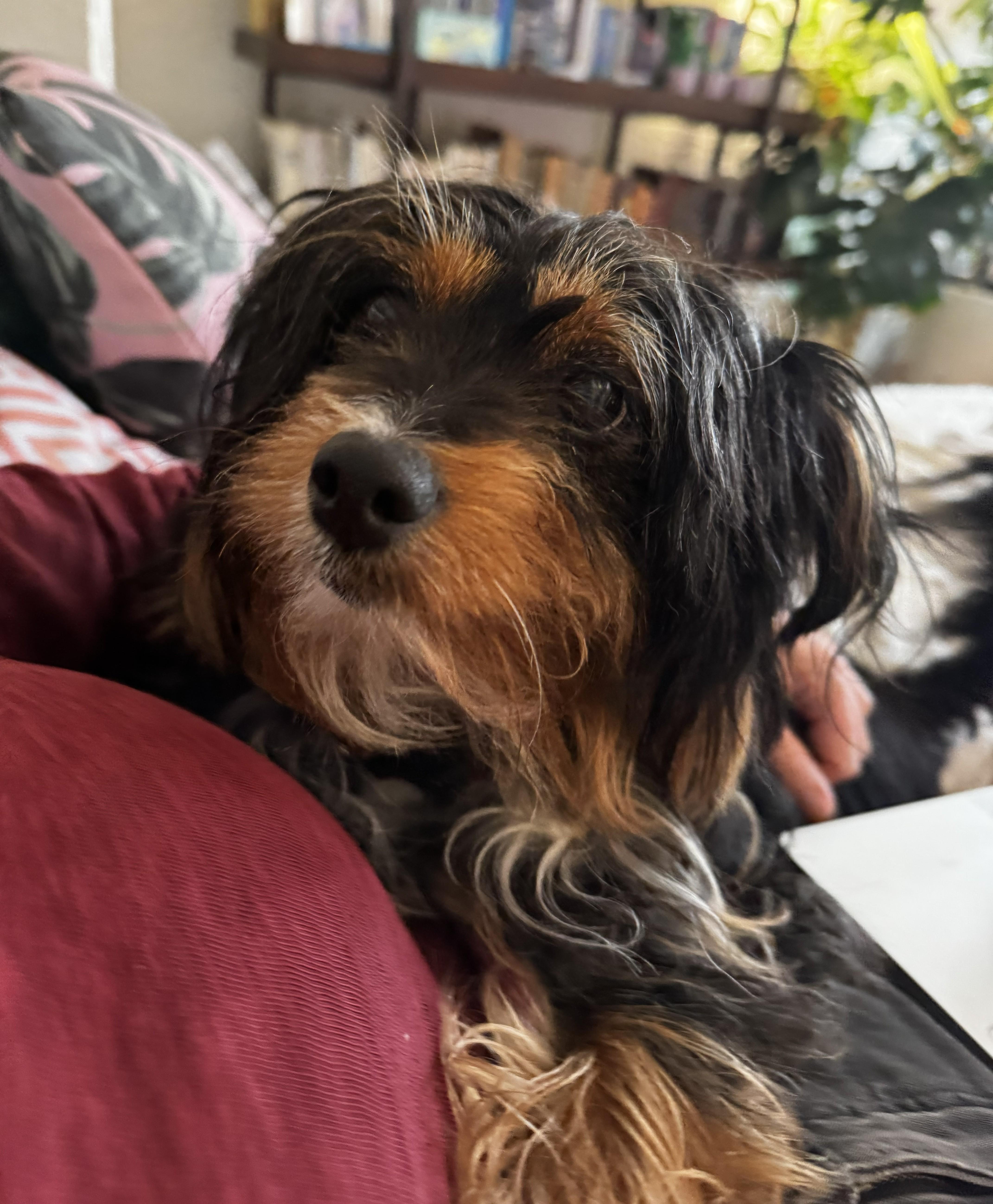 Mimi, a ADOPTABLE Silky Terrier in Studio City, CA image 2/4