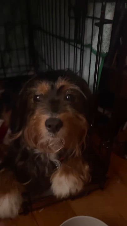 Enlarge Mimi, an adopted Silky Terrier in Westlake Village, CA video 2/6
