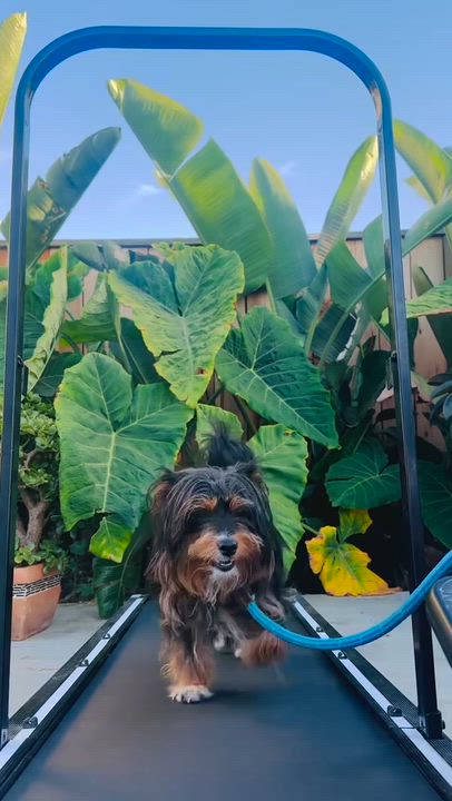 Enlarge Mimi, an adopted Silky Terrier in Westlake Village, CA video 3/6