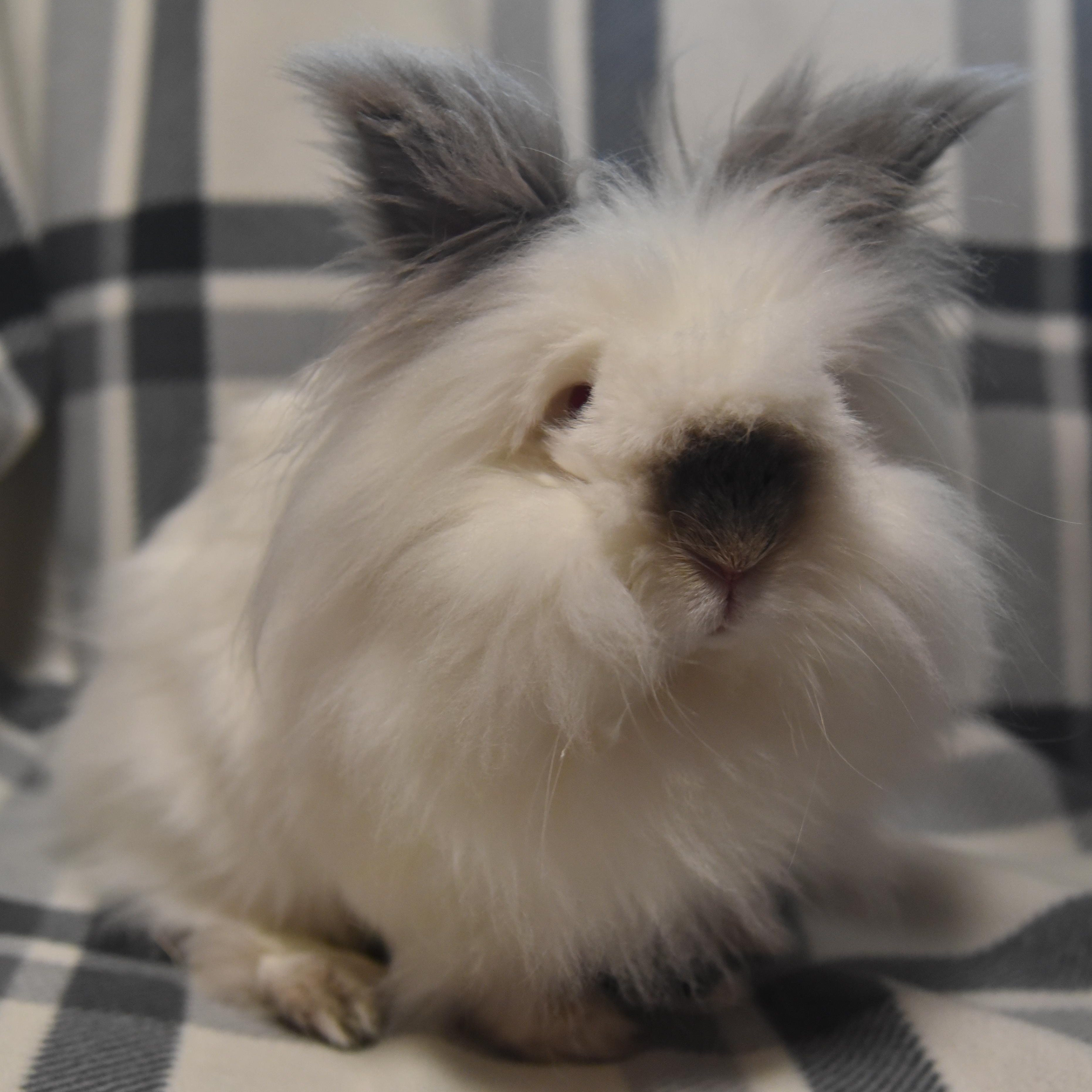 Enlarge Sebastian, an adoptable Lionhead in Andover, MA image 4/6