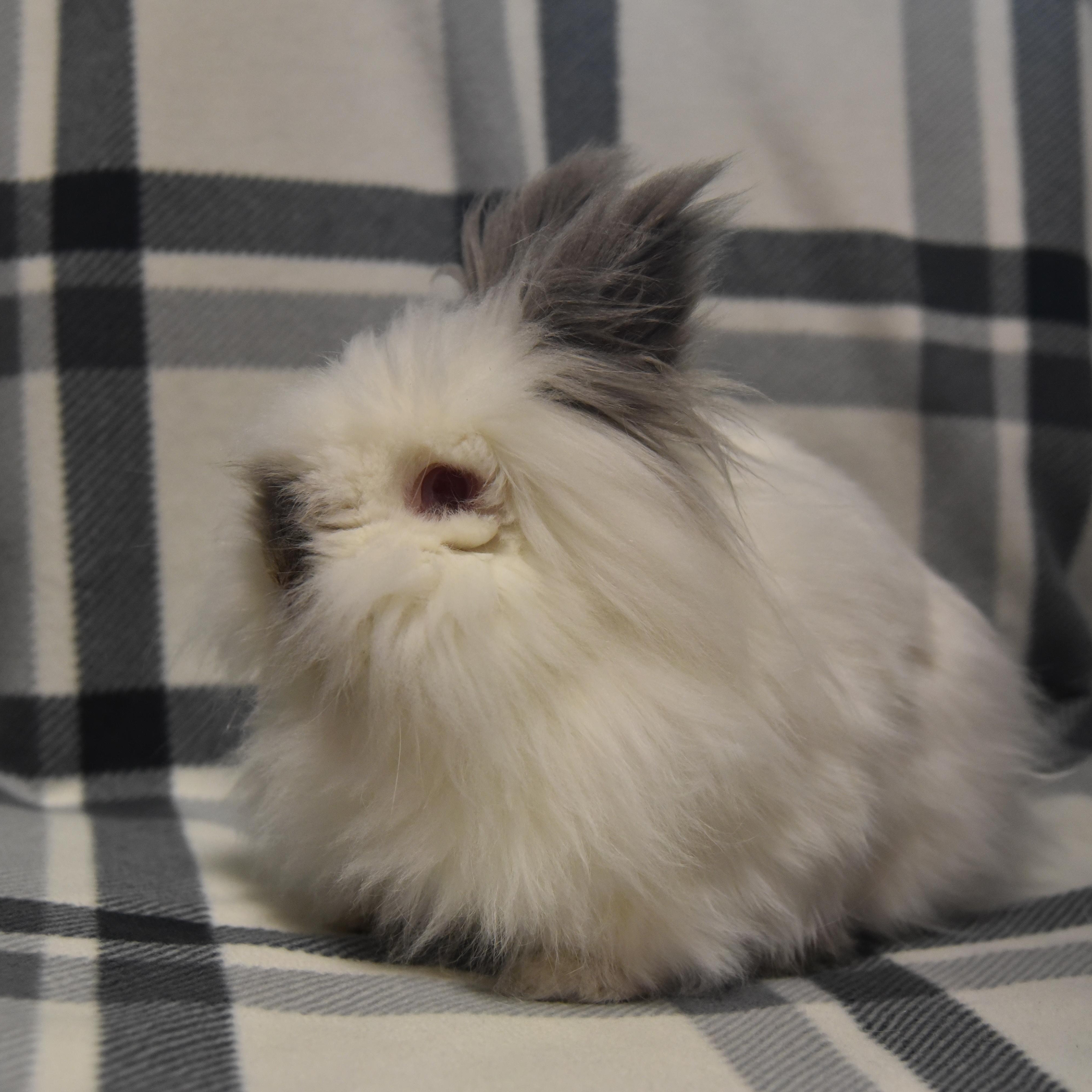 Enlarge Sebastian, an adoptable Lionhead in Andover, MA image 5/6