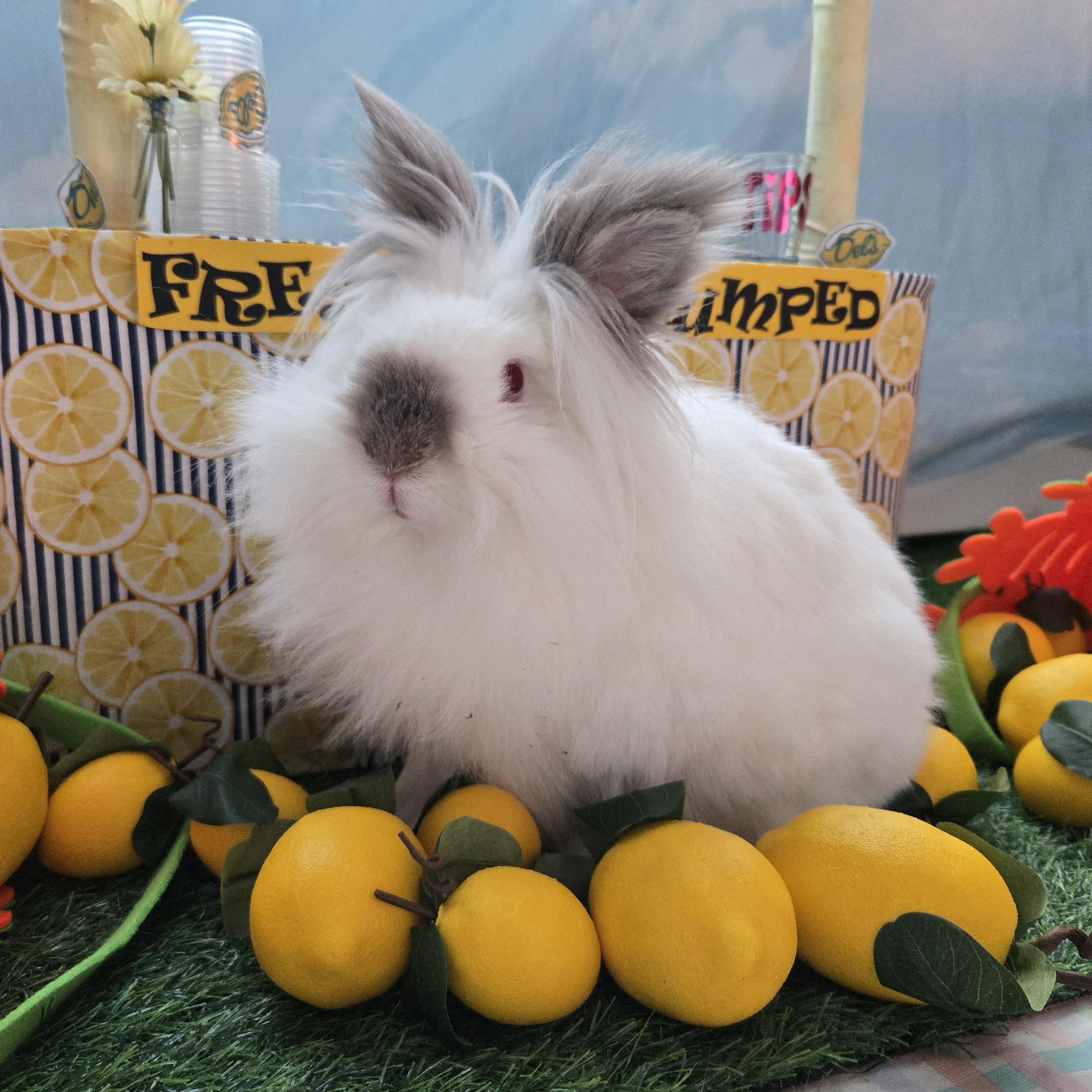 Sebastian, adoptable, Adult Male Lionhead.