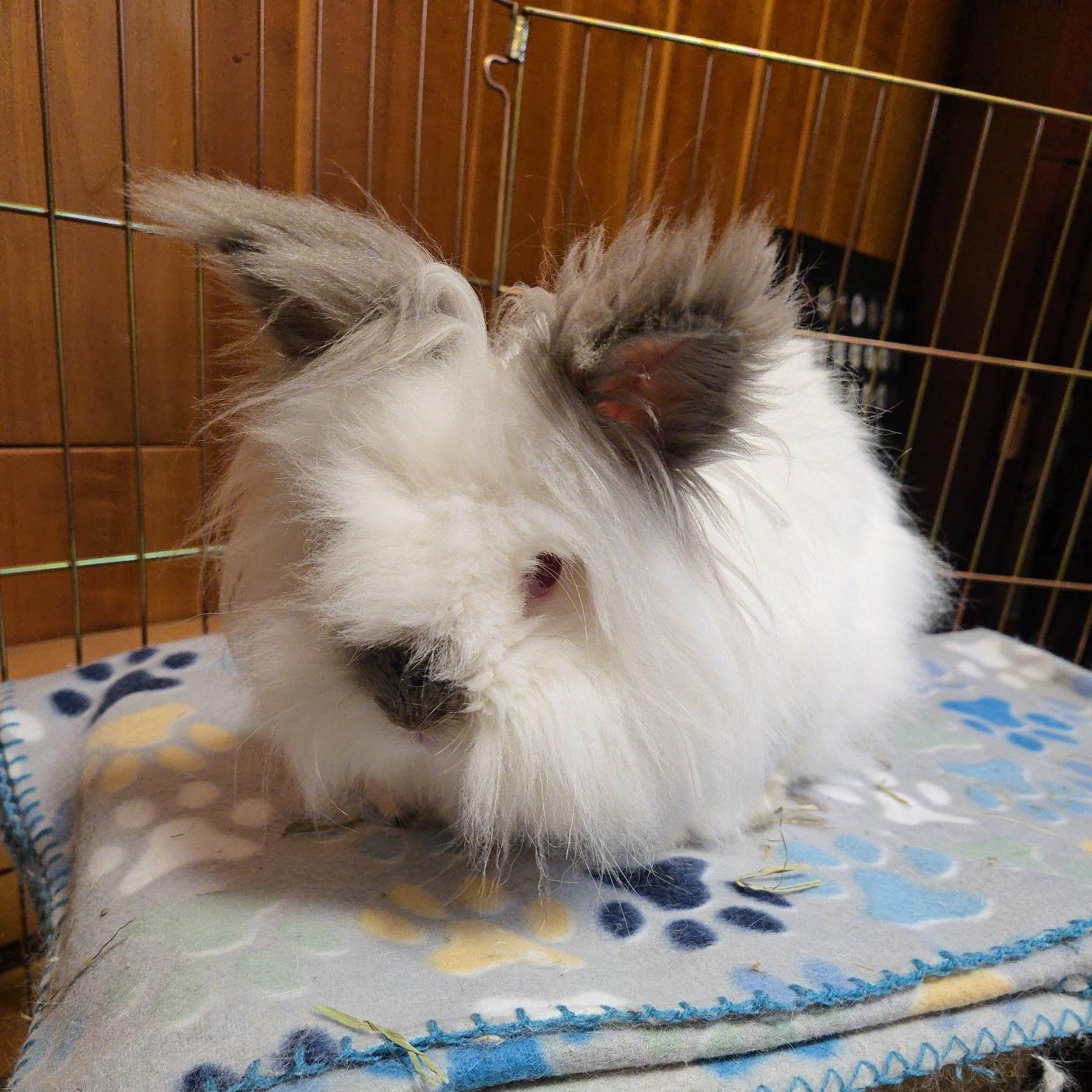 Enlarge Sebastian, an adoptable Lionhead in Andover, MA image 6/6