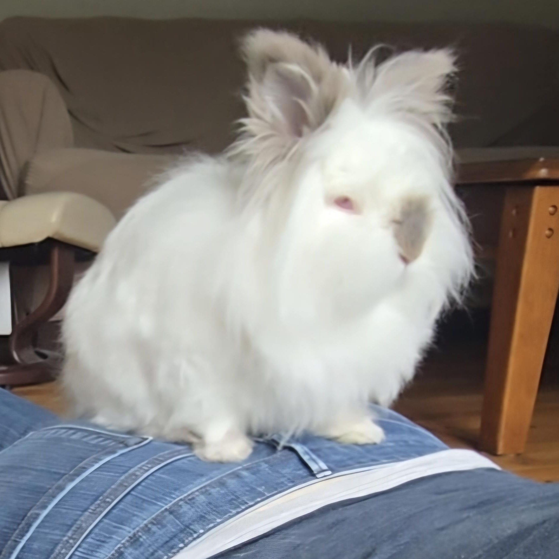 Enlarge Sebastian, an adoptable Lionhead in Andover, MA image 3/6