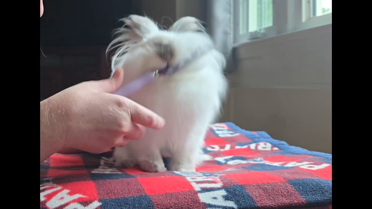 Enlarge Sebastian, an adoptable Lionhead in Andover, MA video 2/6