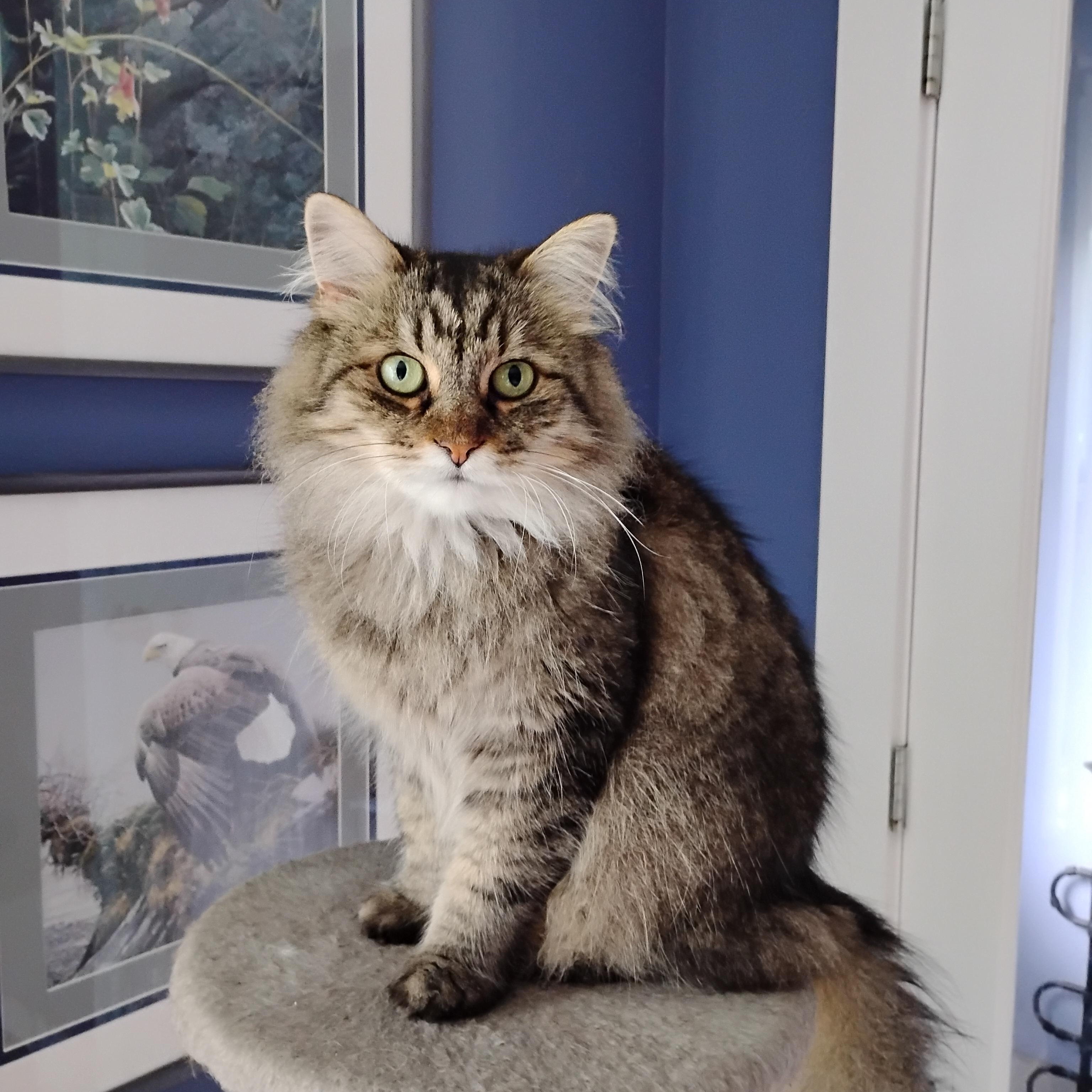 Willow, ADOPTABLE, Adult Female Domestic Medium Hair.