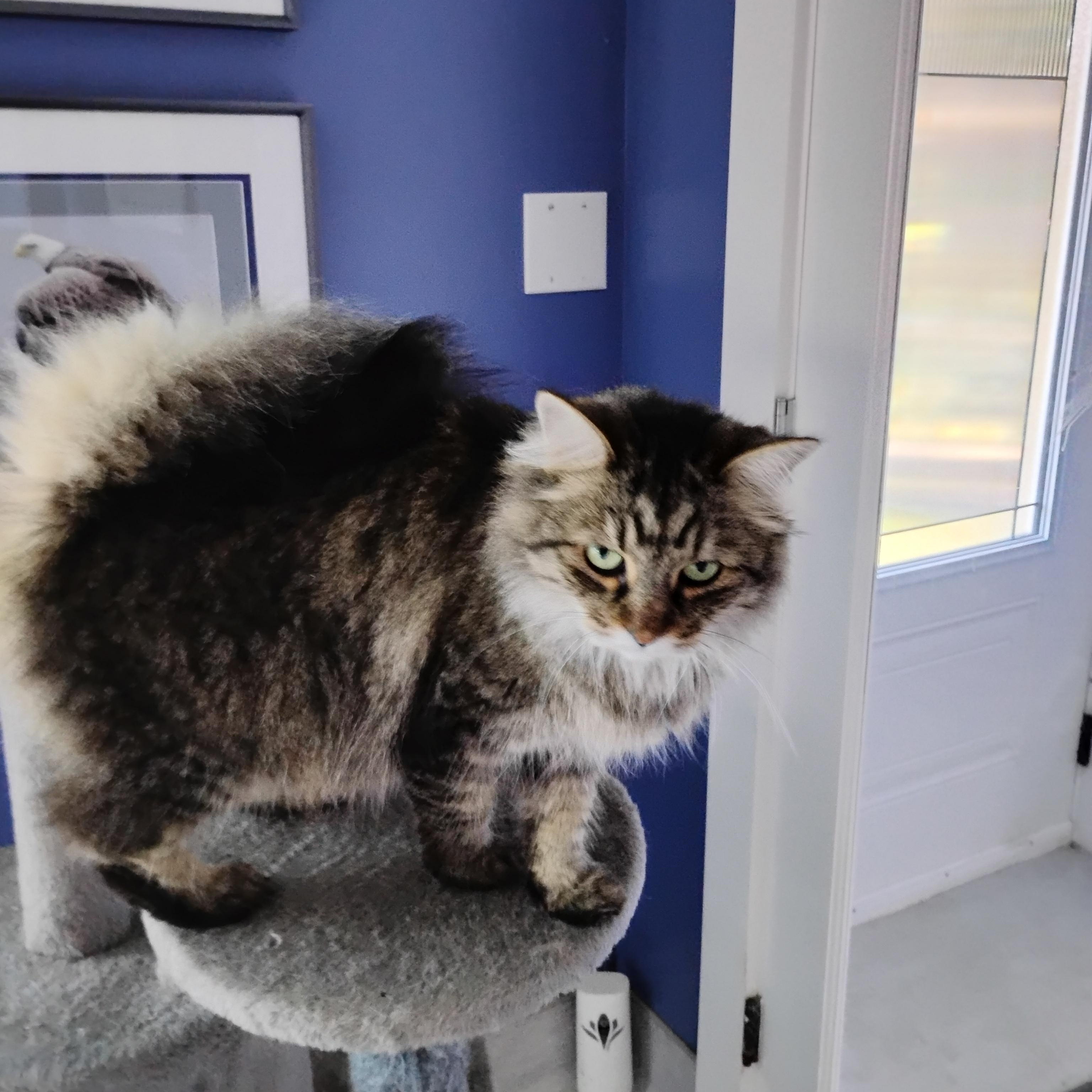 Willow, a ADOPTABLE mixed breed in Surrey, BC image 2/4
