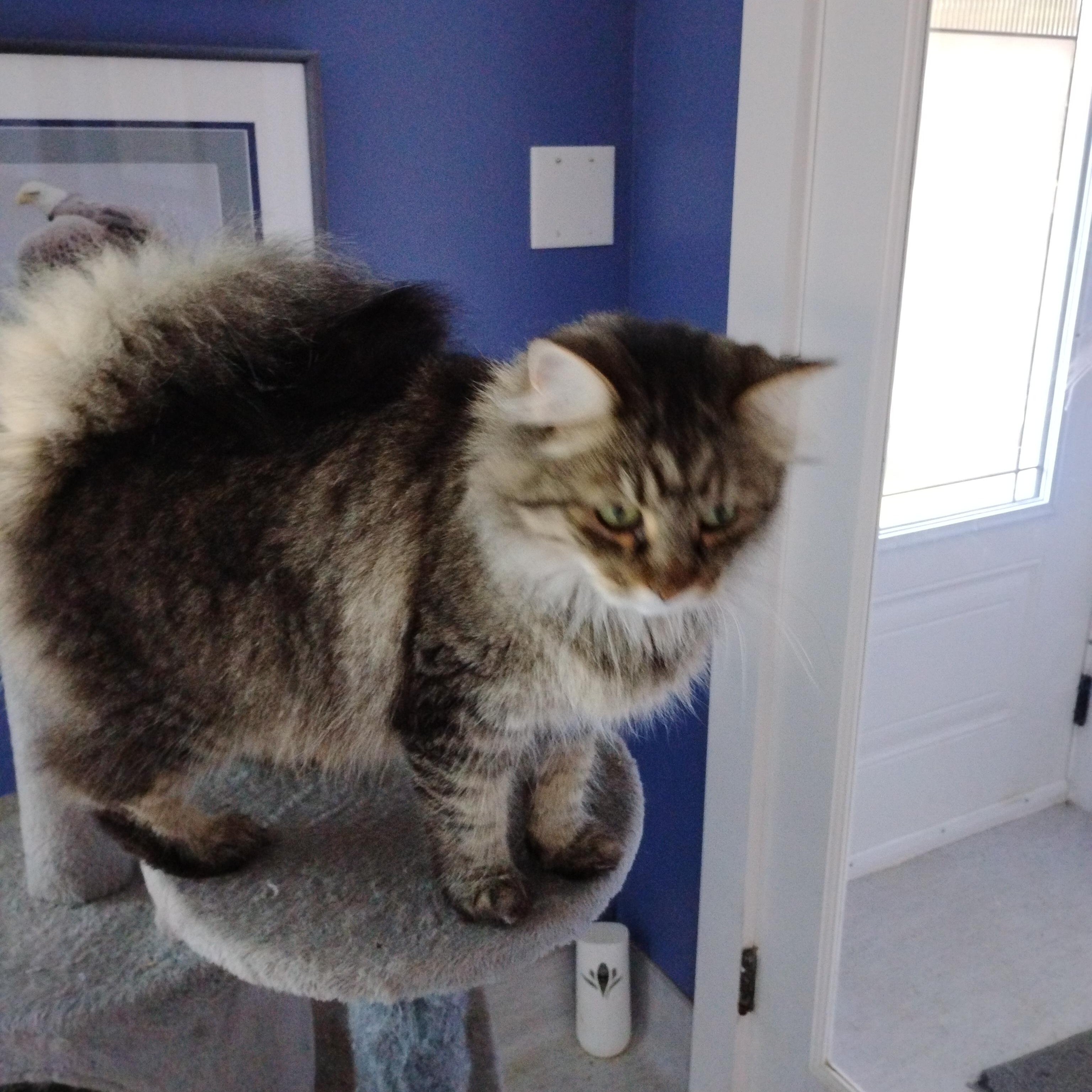 Willow, a ADOPTABLE mixed breed in Surrey, BC image 3/4