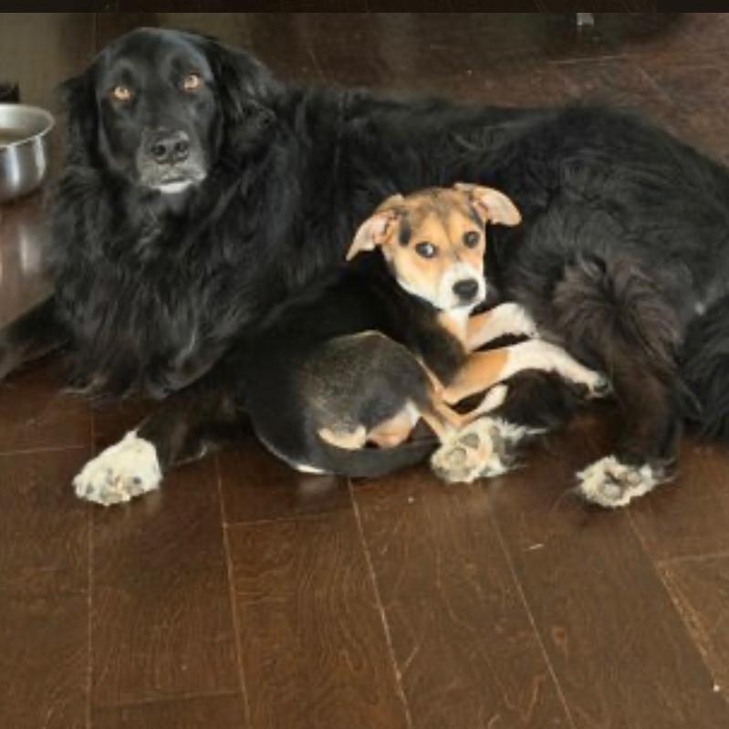 Enlarge Landon, a Adoptable Mixed Breed in Springboro, OH image 1/1