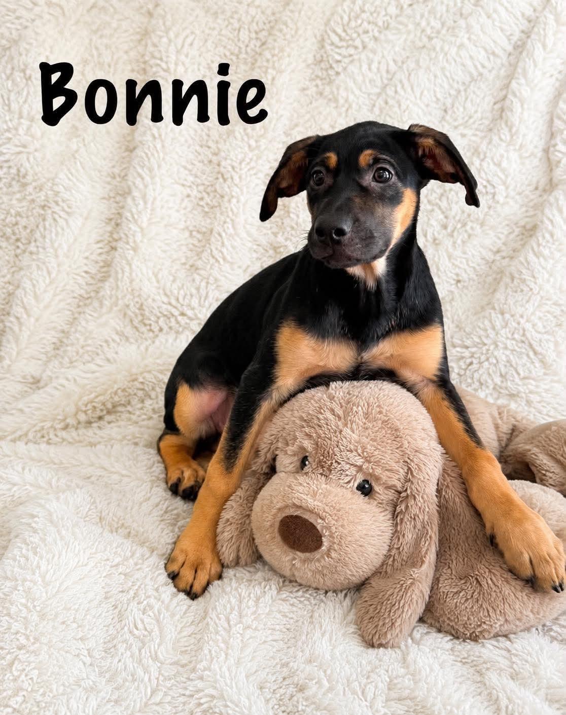 Enlarge Bonnie, a ADOPTABLE mixed breed in Walker, LA image 2/3