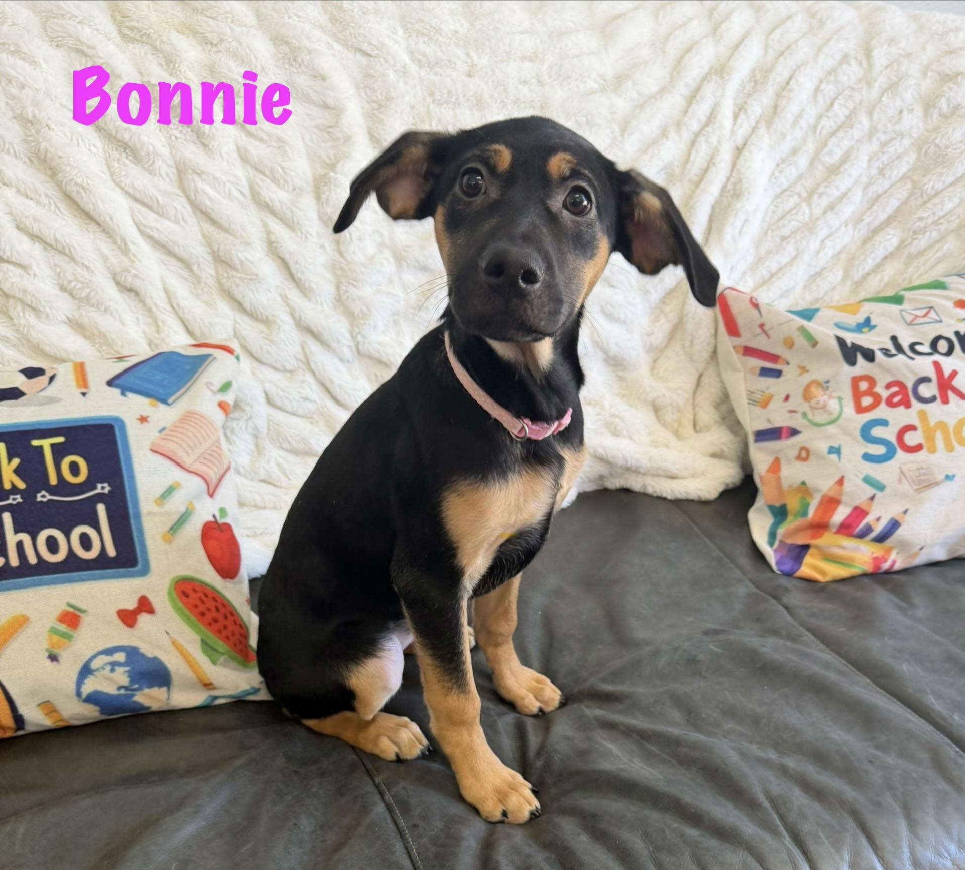 Bonnie, ADOPTABLE, Puppy Female Feist.