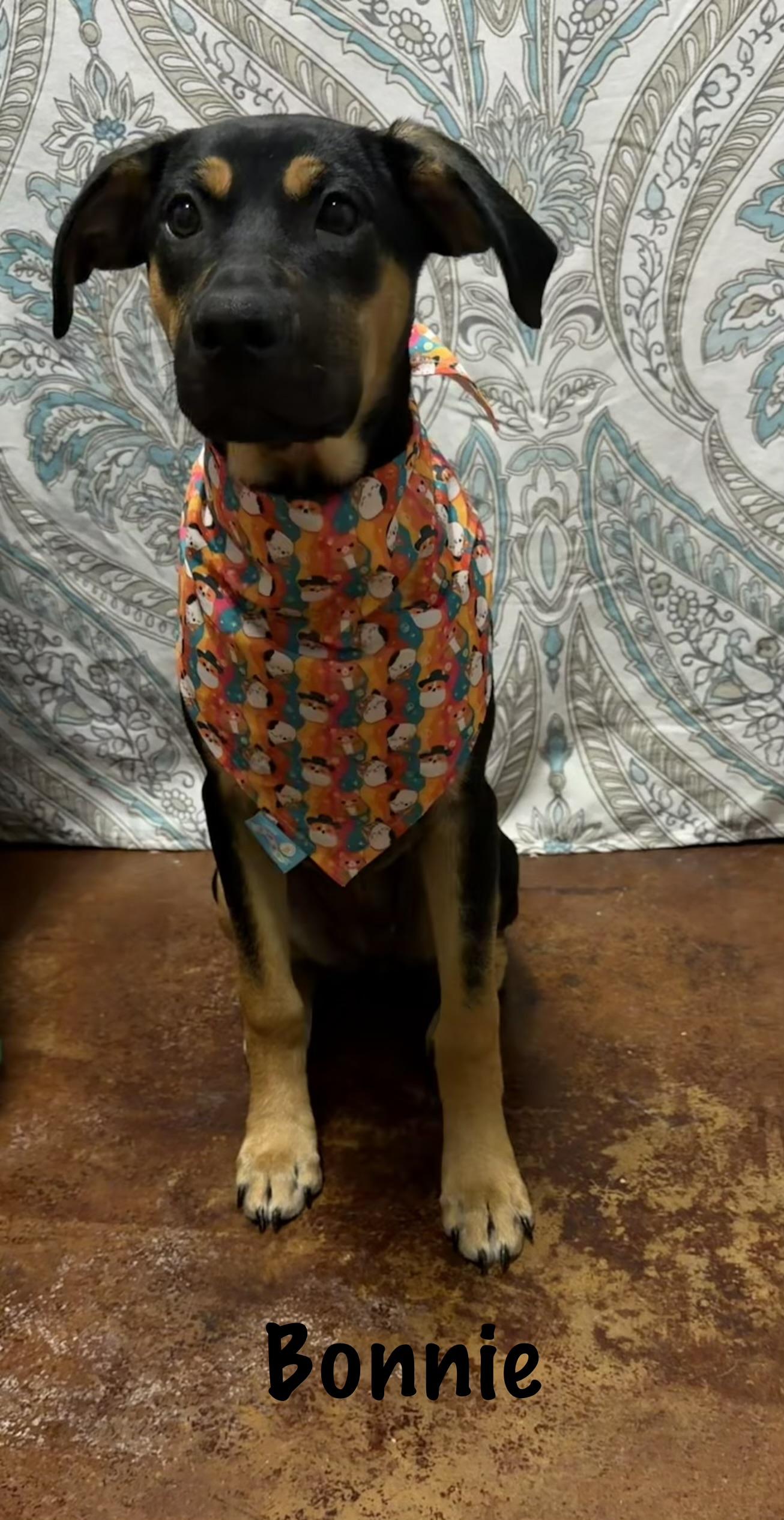 Bonnie, Adoptable, Puppy Female Feist.