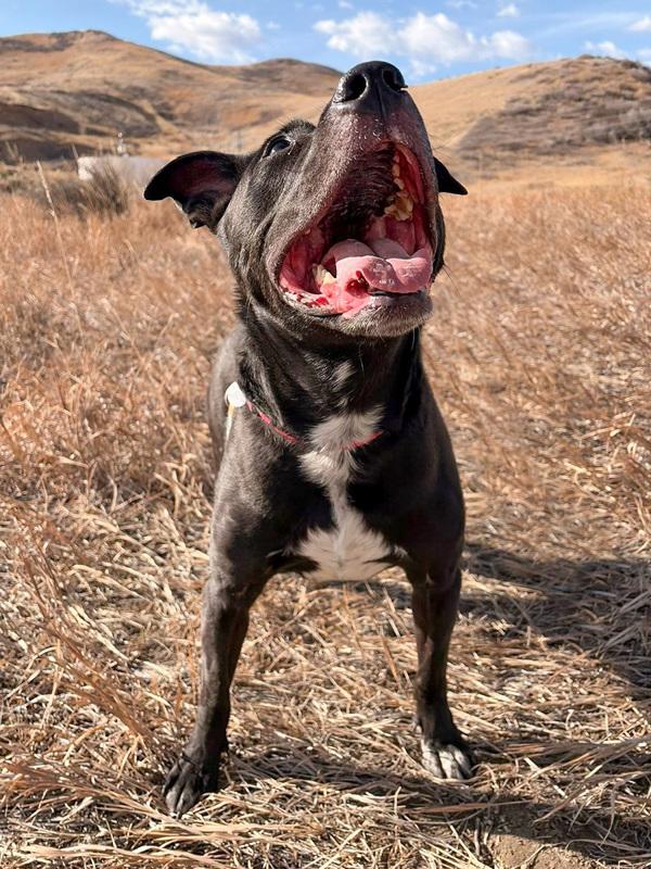 Nova, Adoptable, Adult Male Pit Bull Terrier & Labrador Retriever.