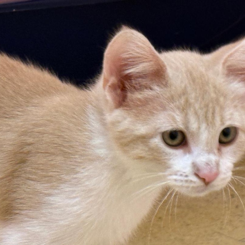 Dingo, a Adoptable Domestic Short Hair in Reynoldsburg, OH image 2/4