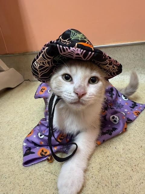 Dingo, a Adoptable Domestic Short Hair in Reynoldsburg, OH image 3/4