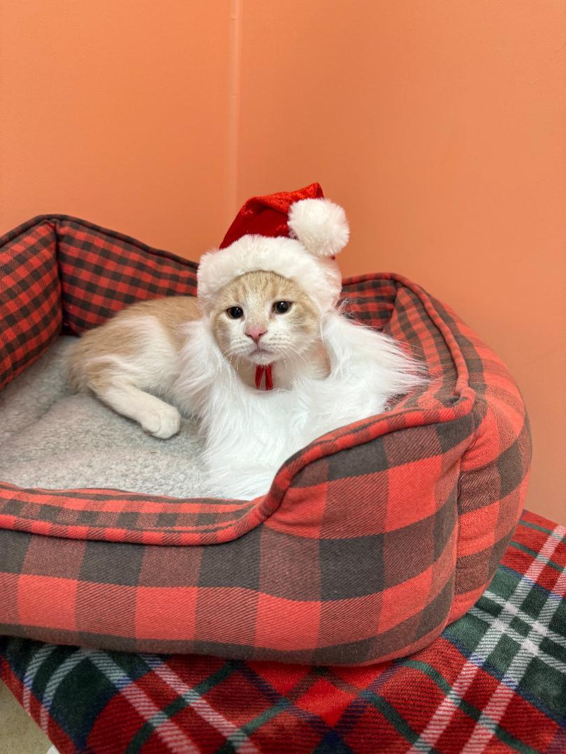 Dingo, a Adoptable Domestic Short Hair in Reynoldsburg, OH image 4/4