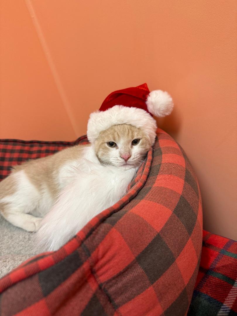 Dingo, Adoptable, Kitten Male Domestic Short Hair.