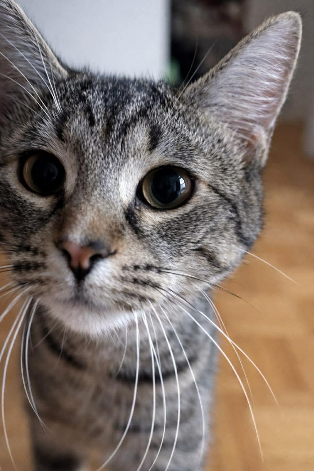 Pepper, a ADOPTABLE Domestic Short Hair in Pointe-Claire, QC image 1/6