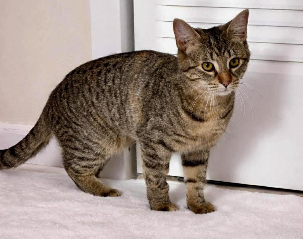 Pepper, a ADOPTABLE Domestic Short Hair in Pointe-Claire, QC image 4/6