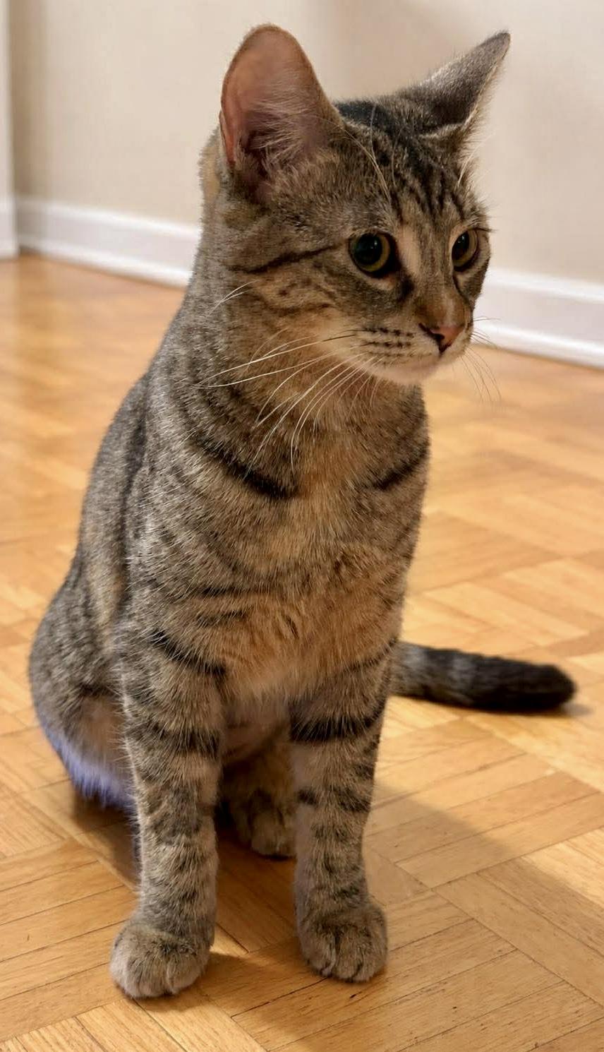 Pepper, a ADOPTABLE Domestic Short Hair in Pointe-Claire, QC image 5/6