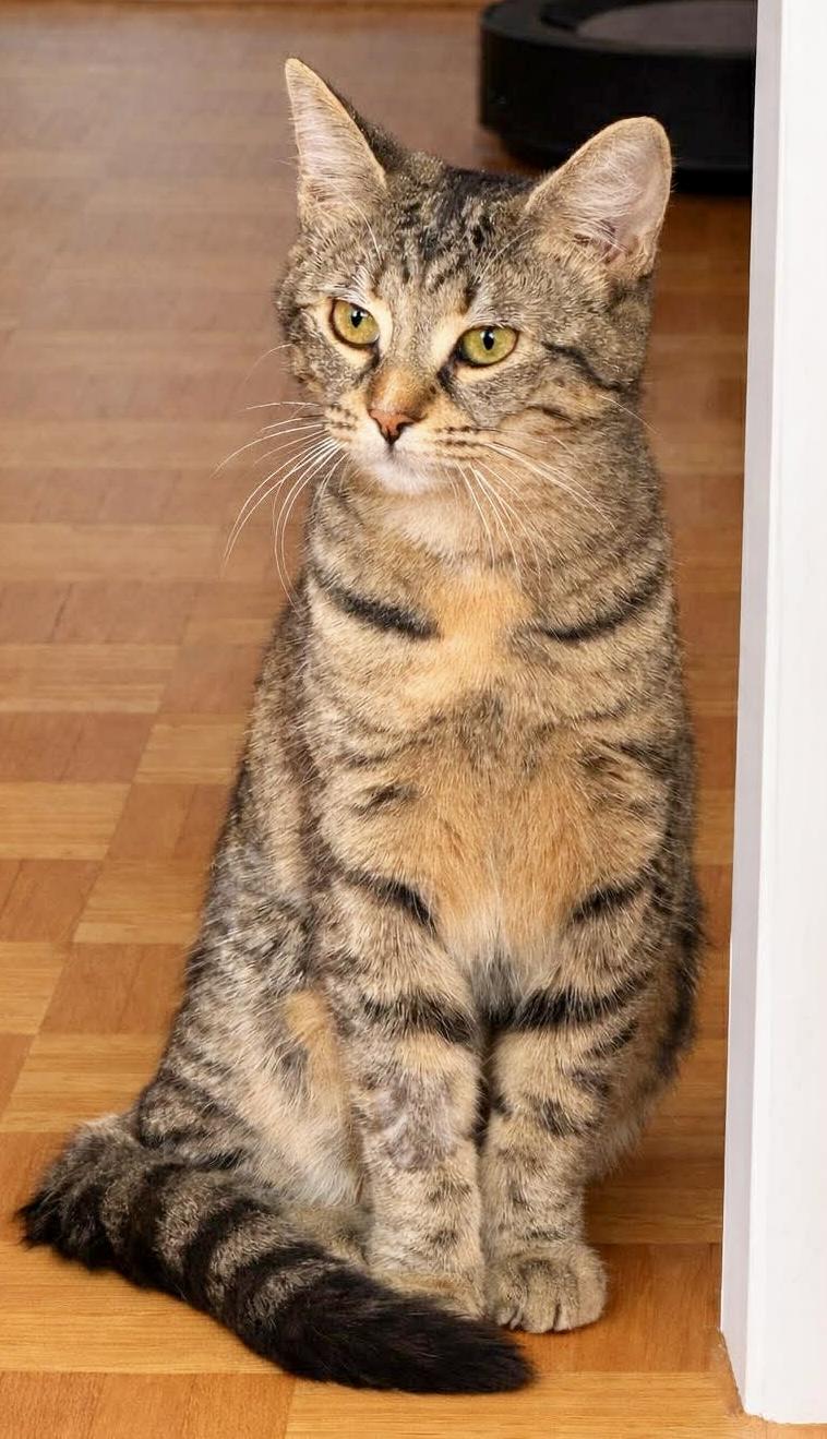 Pepper, a ADOPTABLE Domestic Short Hair in Pointe-Claire, QC image 3/6