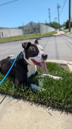 OREO, a Adoptable Mixed Breed in Hamilton, NJ image 1/3