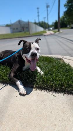 OREO, a Adoptable Mixed Breed in Hamilton, NJ image 2/3