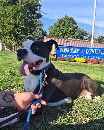 OREO, a Adoptable Mixed Breed in Hamilton, NJ image 3/3