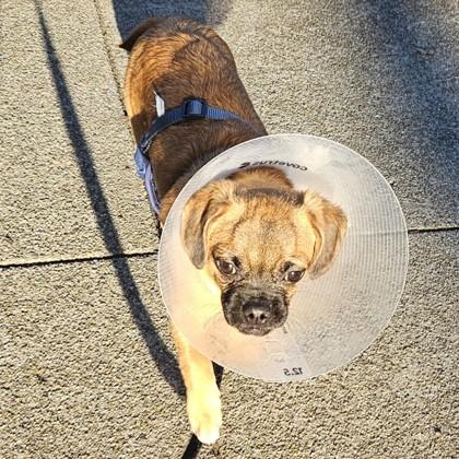 Dougie, Adoptable, Adult Male Pug & Mixed Breed.