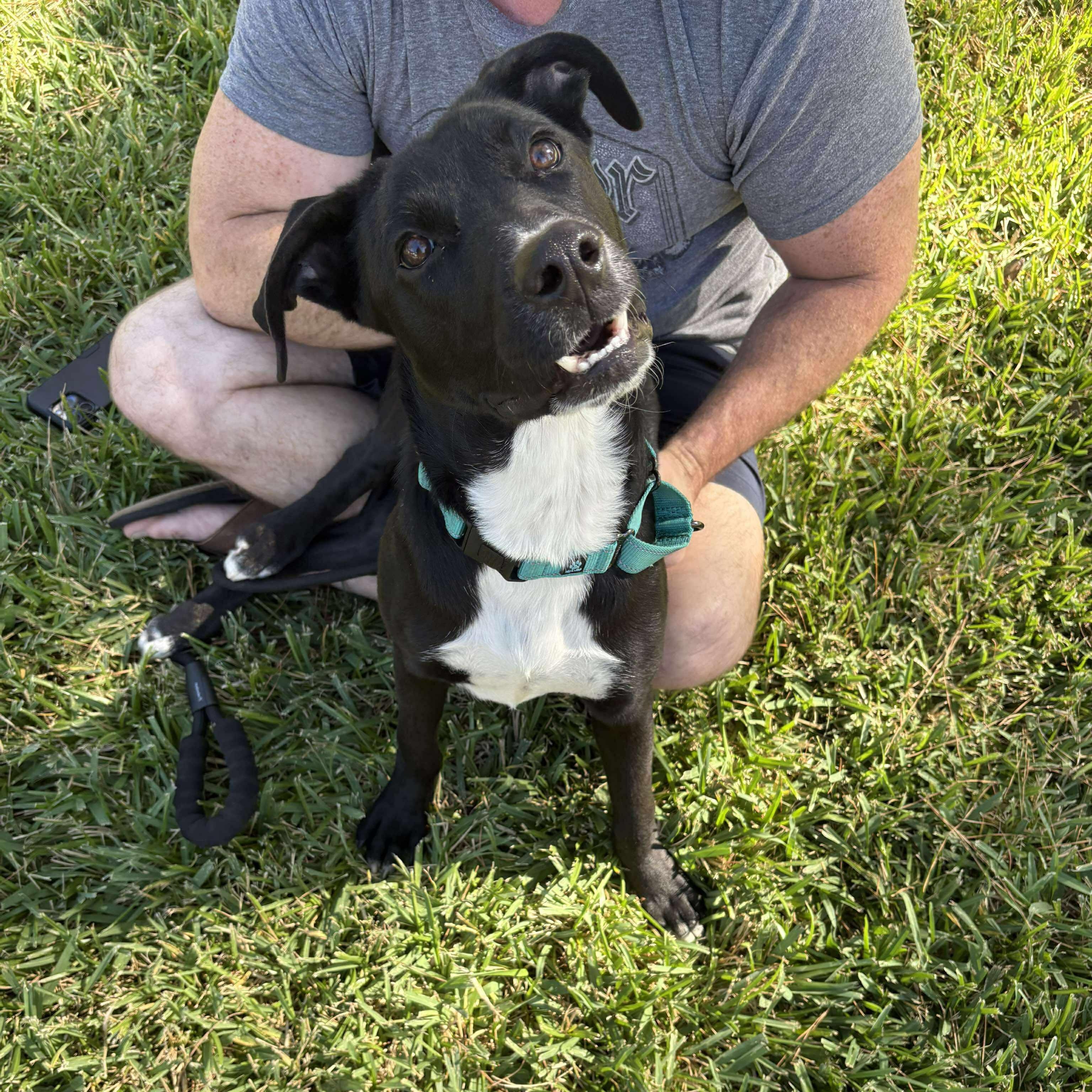 Stacy, a Adoptable Black Labrador Retriever in Albany, NY image 2/6