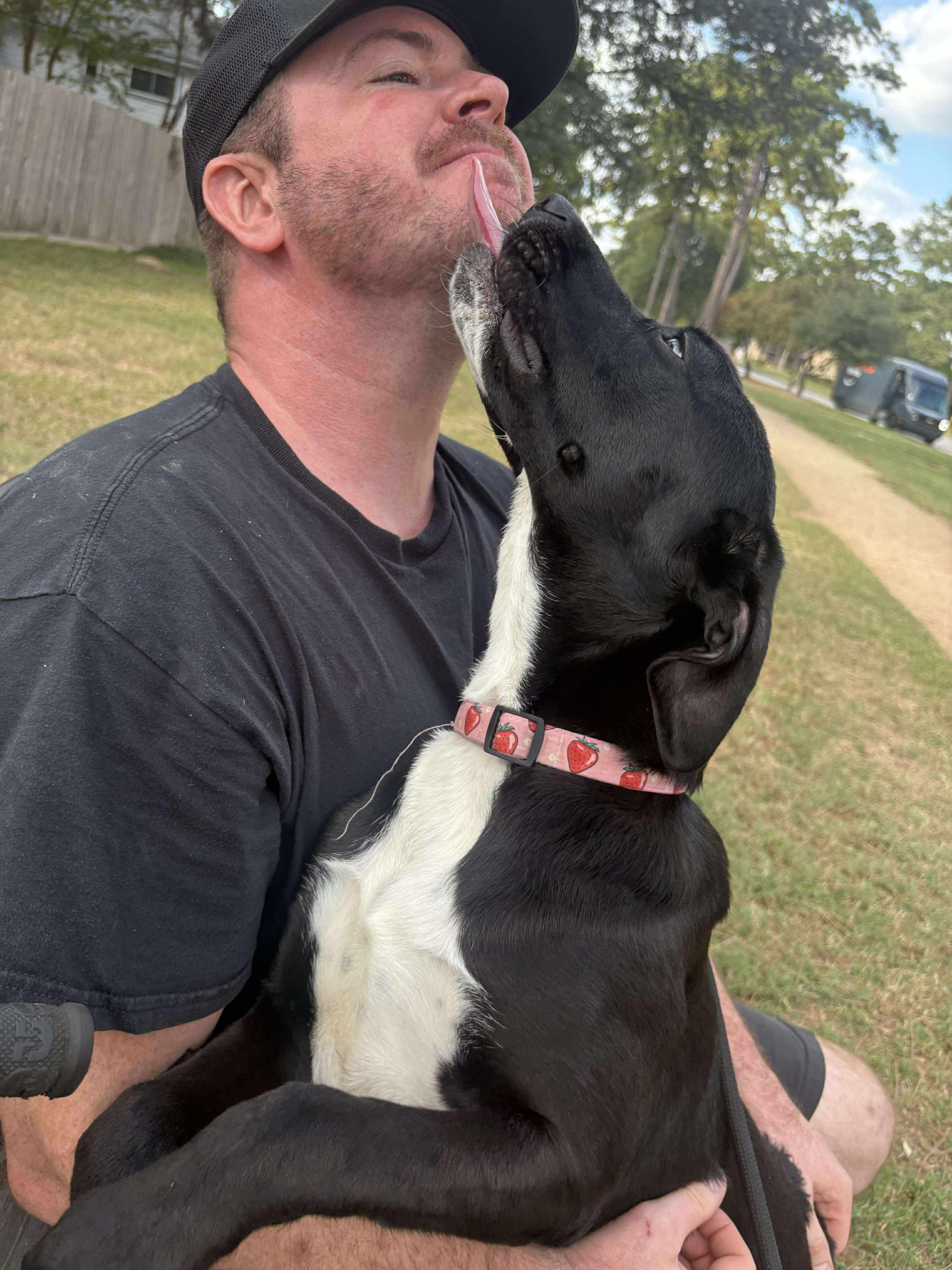 Stacy, a Adoptable Black Labrador Retriever in Albany, NY image 5/6