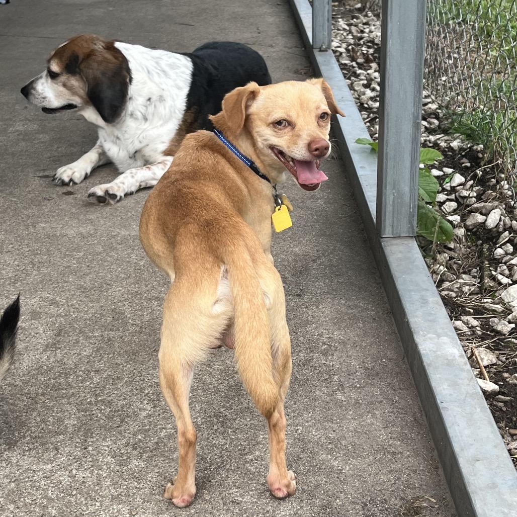 Waffles, a Adoptable mixed breed in Farmersville, OH image 1/5