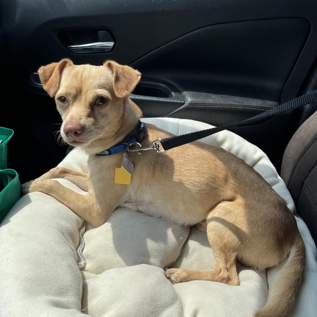 Waffles, a Adoptable mixed breed in Farmersville, OH image 2/5