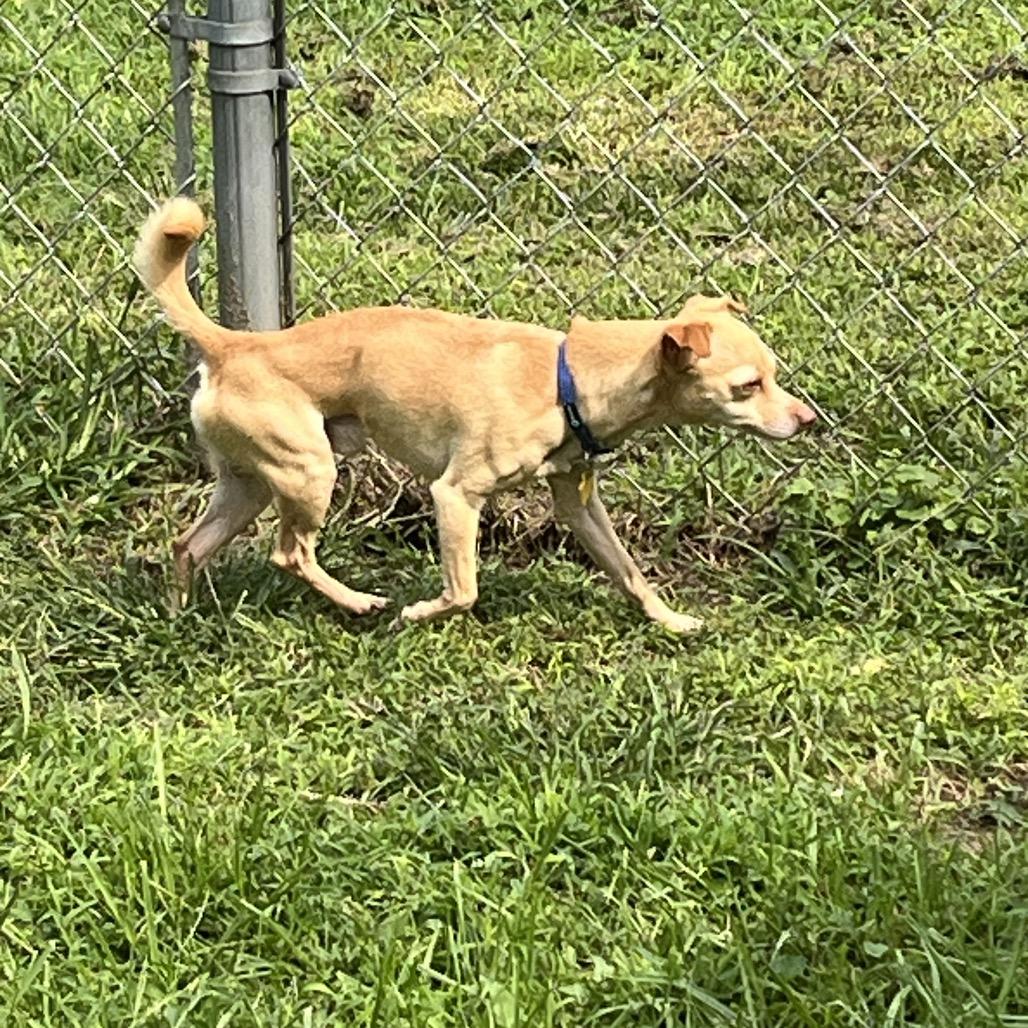 Waffles, a Adoptable mixed breed in Farmersville, OH image 3/5