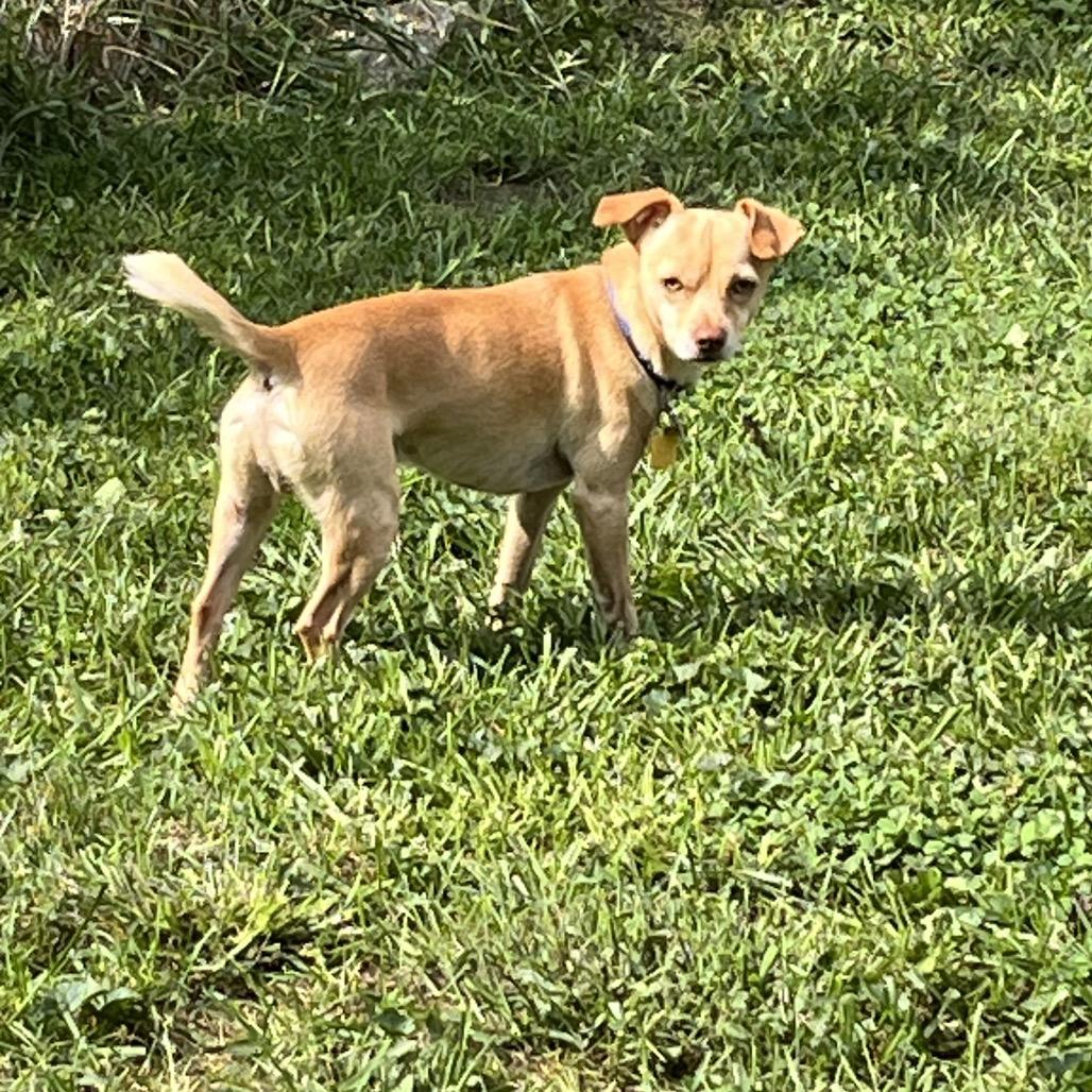Enlarge Waffles, a Adoptable mixed breed in Farmersville, OH image 4/6