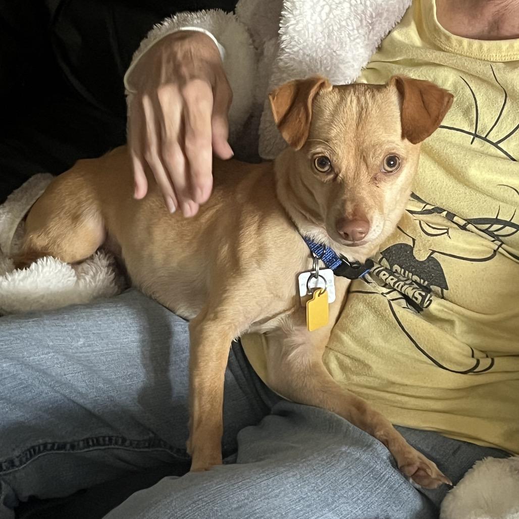 Waffles, a Adoptable mixed breed in Farmersville, OH image 4/5