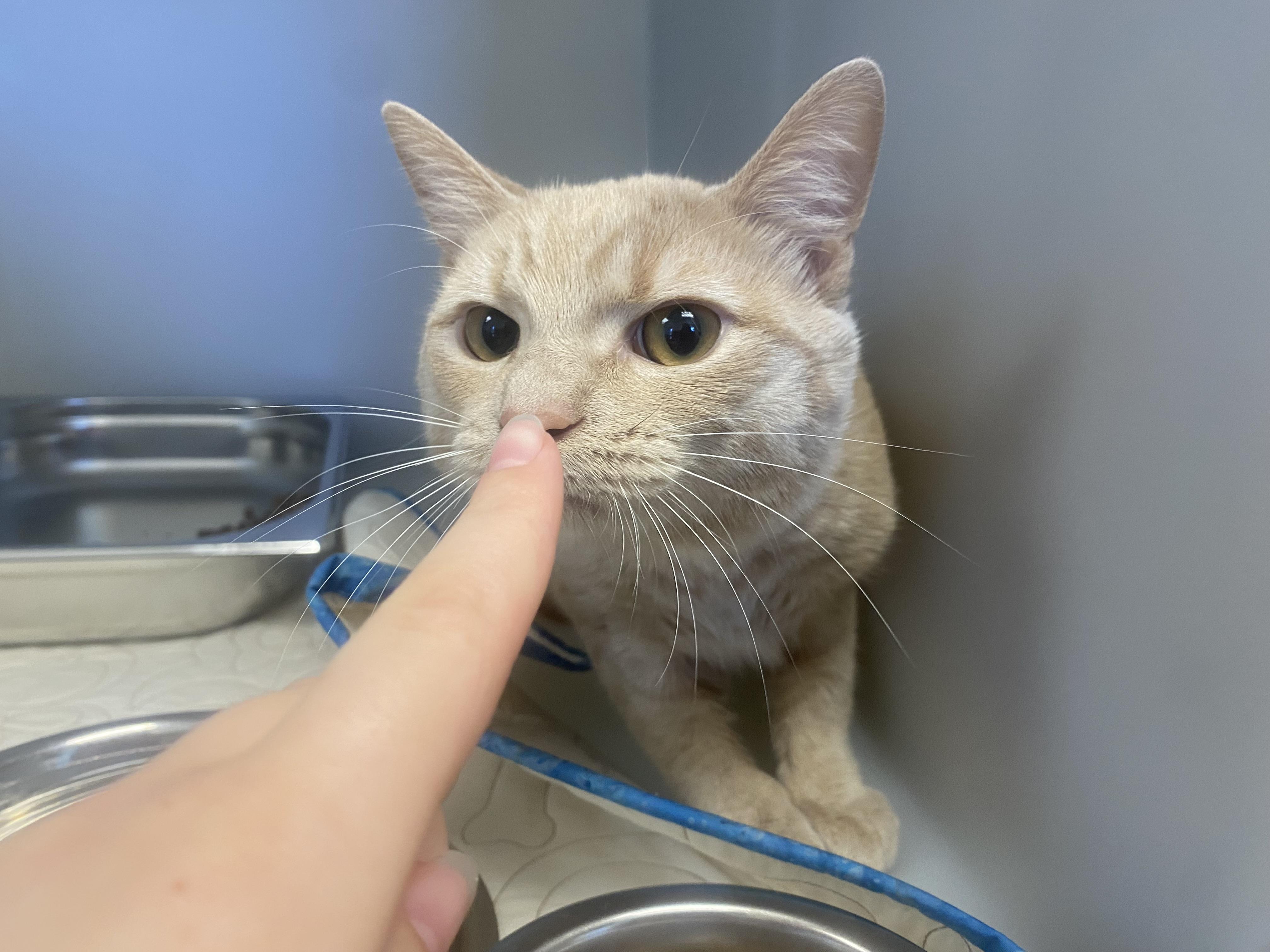 Waffle, an adopted Domestic Short Hair in King George, VA image 2/2