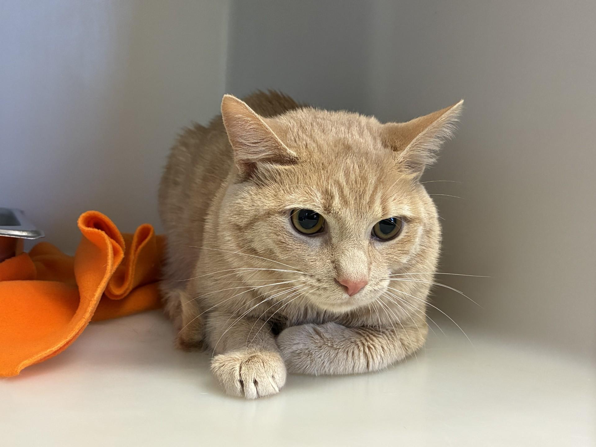Waffle, an adopted Domestic Short Hair in King George, VA image 1/2