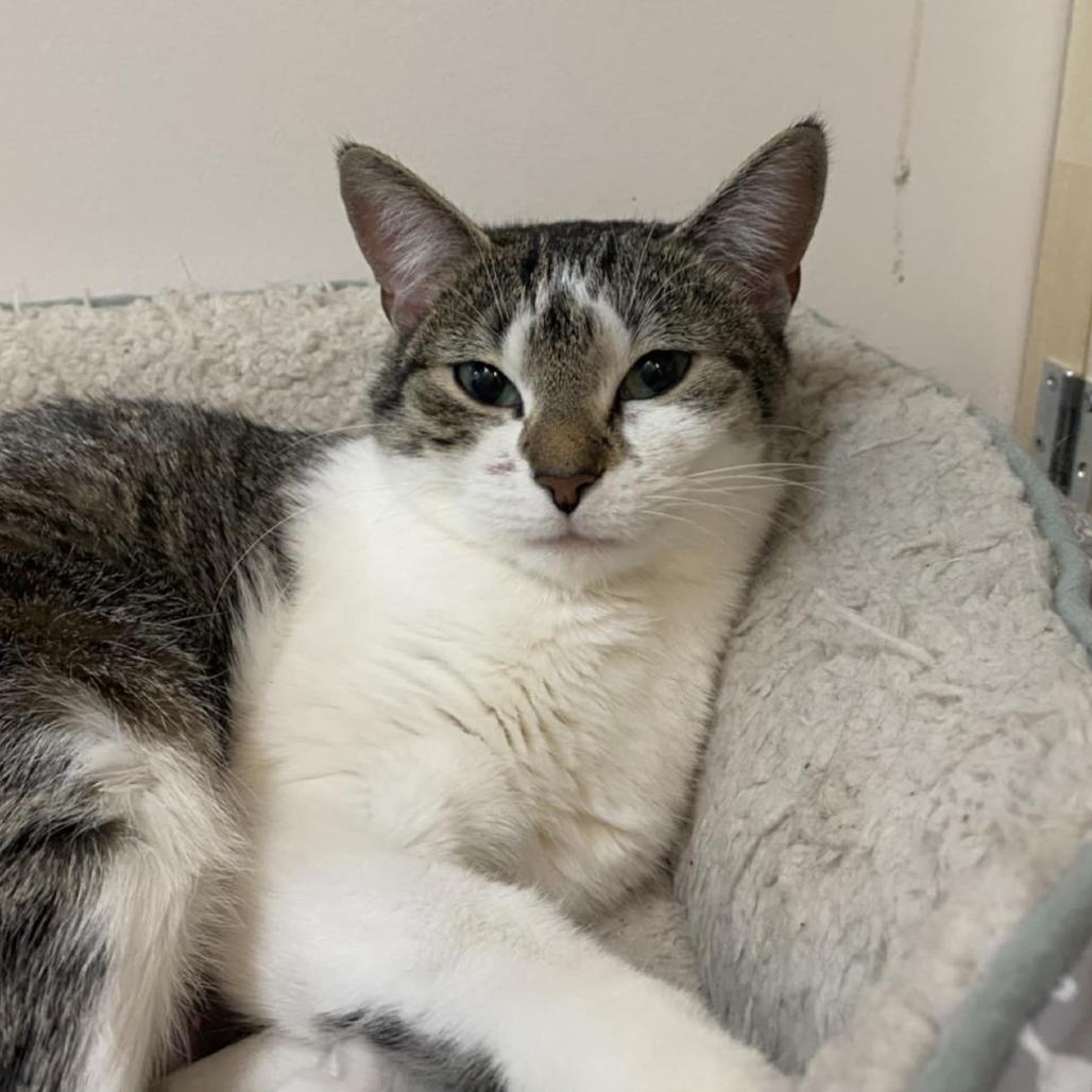 Lucy, Adoptable, Adult Female Domestic Short Hair.