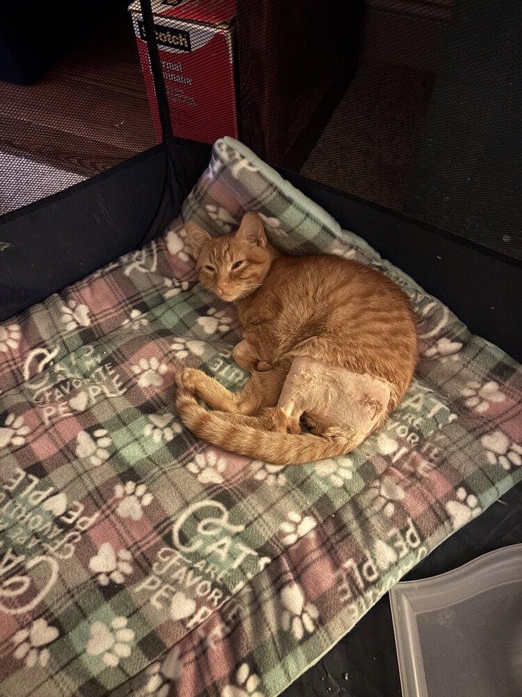 Harry, Adoptable, Kitten Male Domestic Short Hair & Domestic Short Hair.